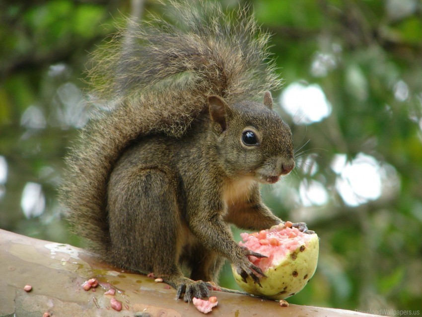 branch fruit squirrel wallpaper PNG Isolated Subject with Transparency
