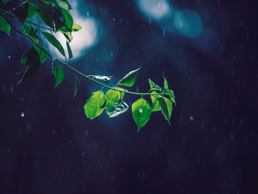 branch glare leaves rain Transparent Background Isolated PNG Icon