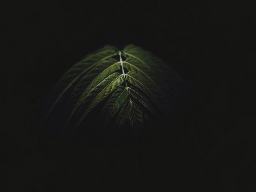 branch leaves dark green Clear image PNG 4k wallpaper