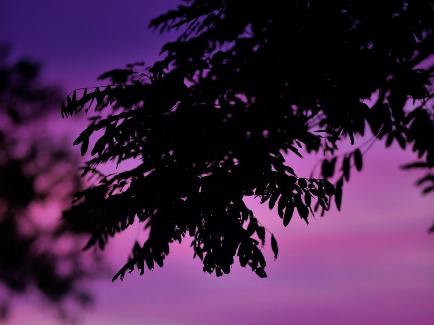 branch leaves dark sky dusk Isolated Graphic Element in Transparent PNG 4k wallpaper