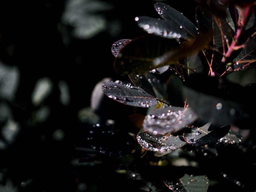 branch leaves dew drops wet PNG transparent photos assortment