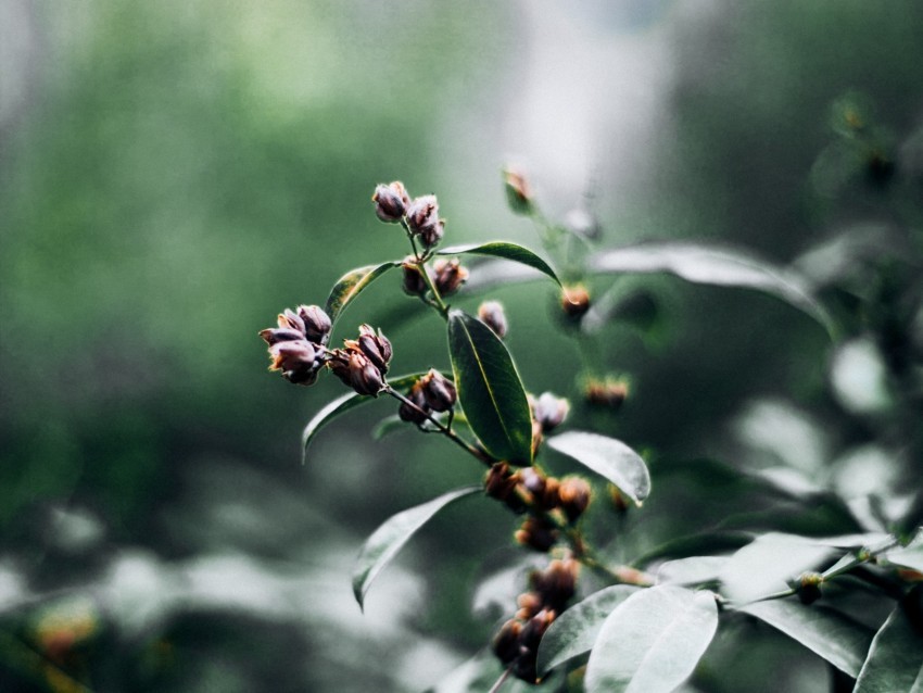 branch leaves macro plant Transparent PNG images free download 4k wallpaper