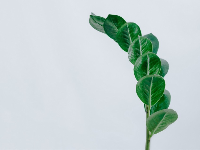 branch leaves minimalism green Transparent Background Isolated PNG Illustration