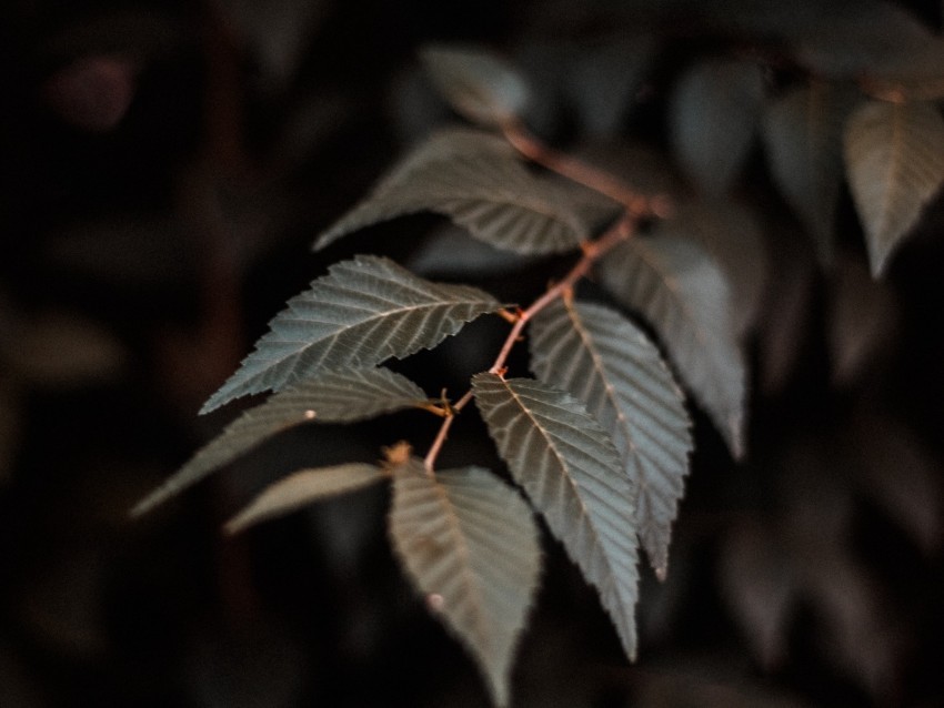 branch leaves plant macro closeup PNG Image with Isolated Element 4k wallpaper