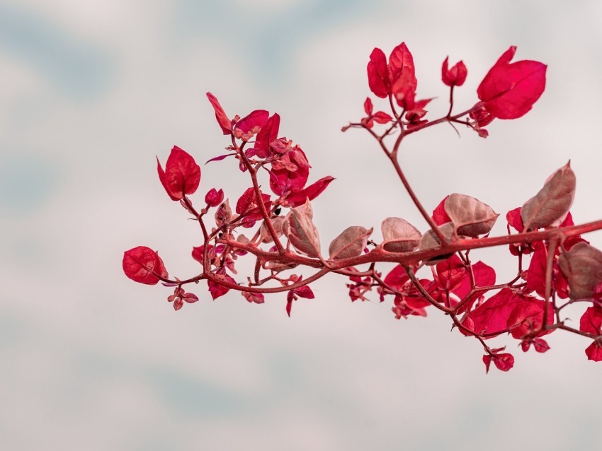 branch leaves red plant closeup PNG transparent elements package