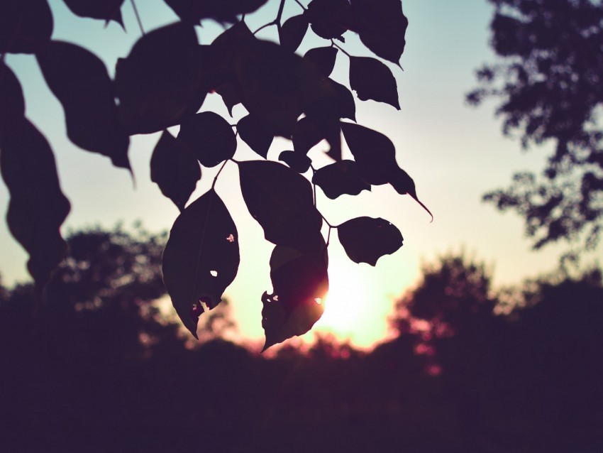 branch leaves sunset outlines dark High-resolution transparent PNG images assortment