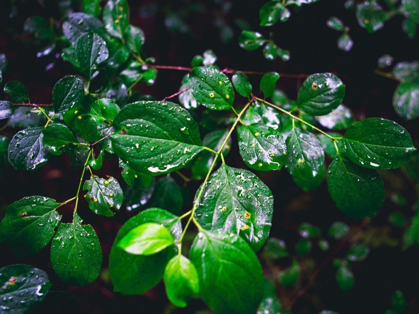 branch leaves wet green macro Isolated Character on Transparent Background PNG 4k wallpaper