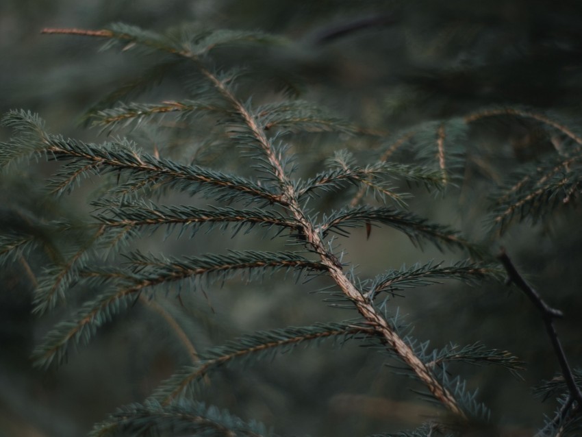 branch needles blur forest Clean Background Isolated PNG Graphic