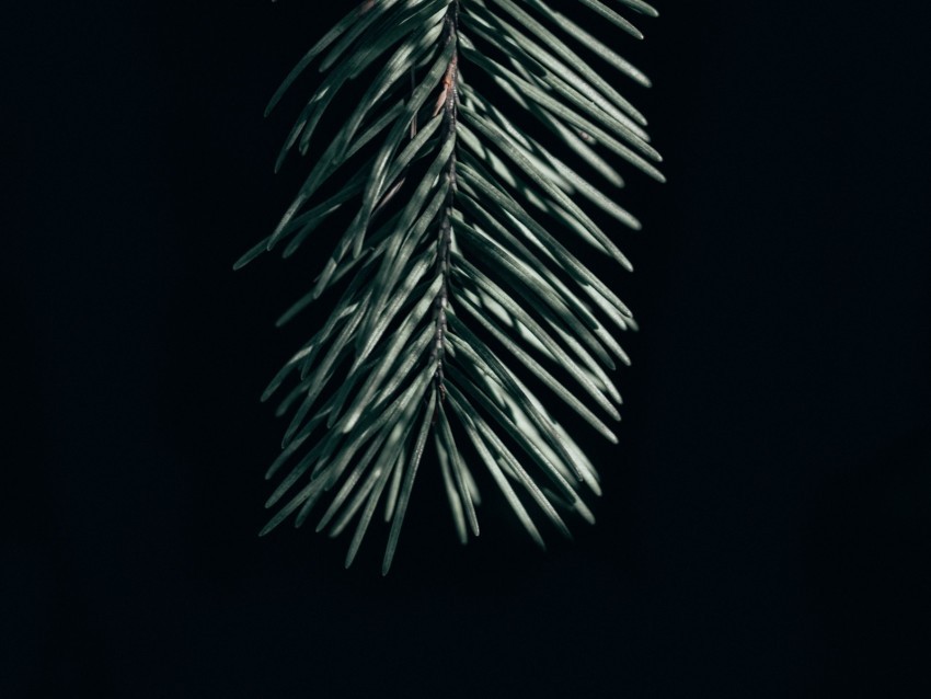 branch needles dark spruce Isolated Character in Clear Transparent PNG