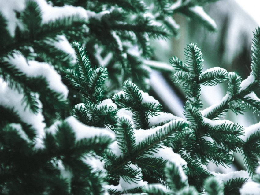 branch needles spruce snow blur Transparent PNG Isolated Design Element 4k wallpaper