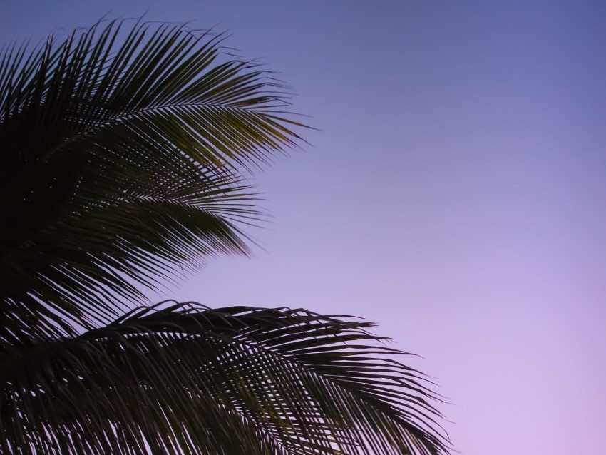 branch palm leaves sky sunset evening Isolated Graphic on Clear Background PNG