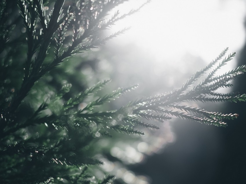 branch pine blur macro sunlight PNG files with transparent backdrop complete bundle 4k wallpaper