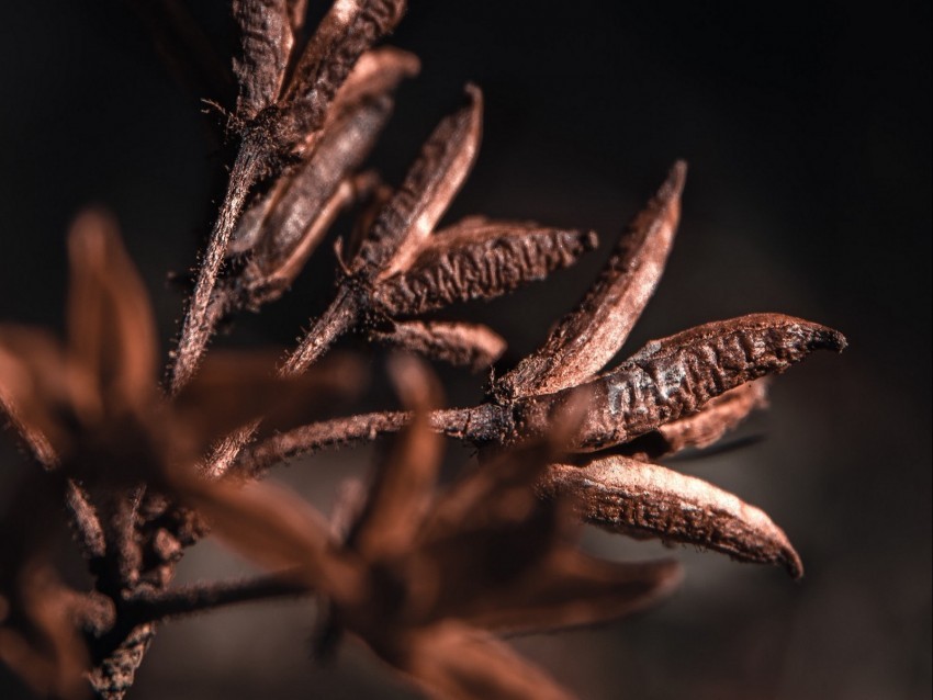 branch plant dry macro Transparent PNG images complete library