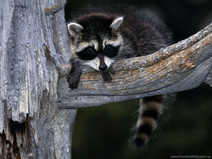 branch raccoon sit striped wallpaper PNG files with transparent elements wide collection