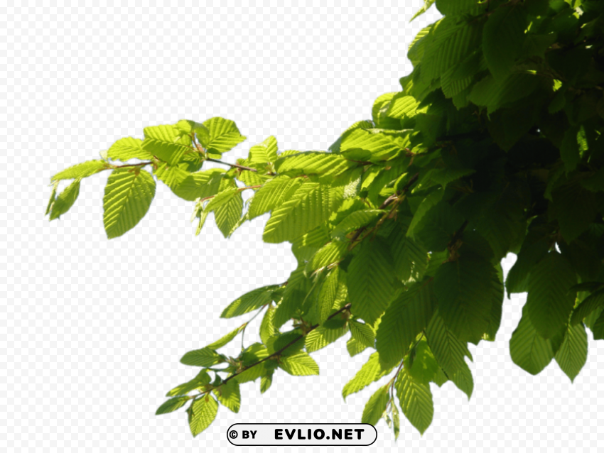 branch s PNG images with alpha transparency layer