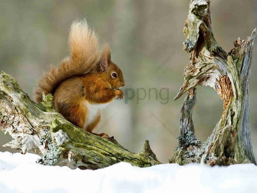 branch sit snow squirrel winter wallpaper Transparent PNG graphics complete collection