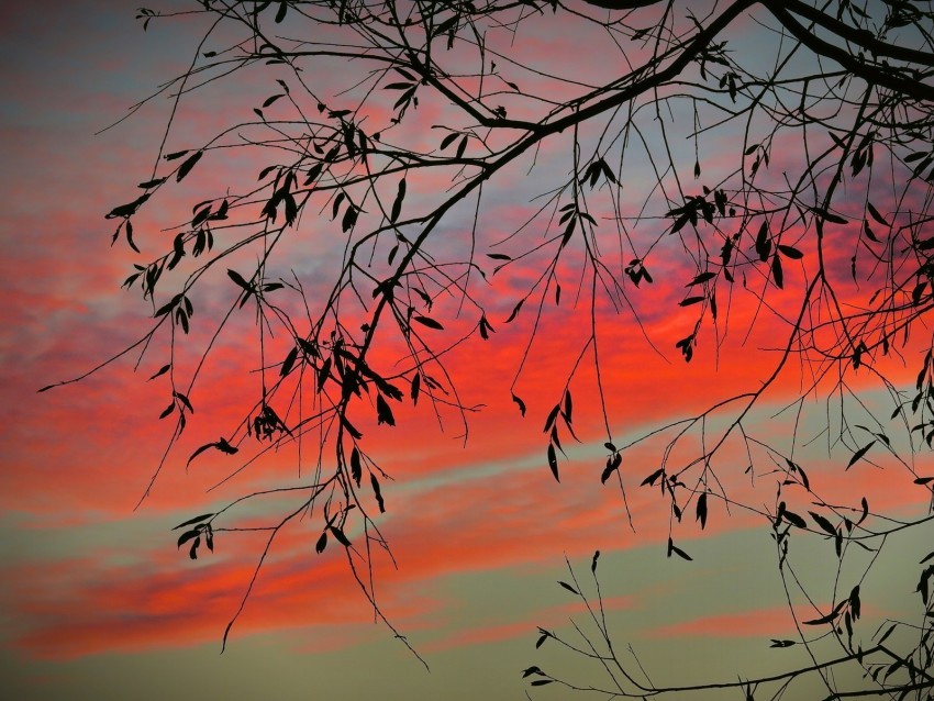 branch sky twilight leaves sunset clouds tree PNG images with no fees 4k wallpaper