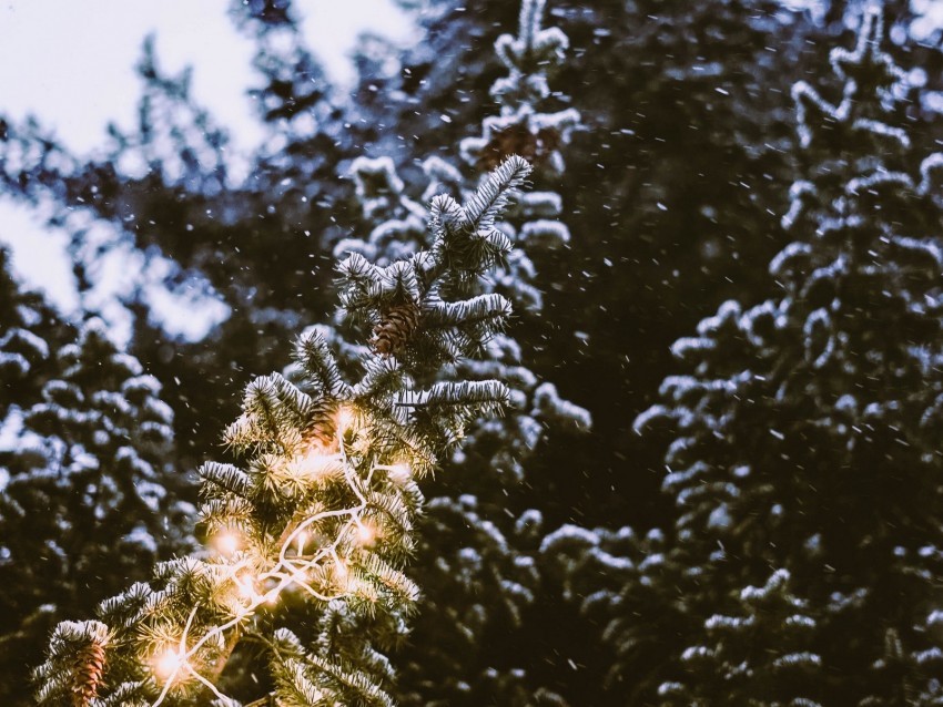 branch spruce festoon snowfall blurriness PNG images with alpha transparency wide collection