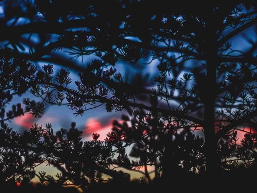 branches bushes blur sunset dark Transparent PNG images free download