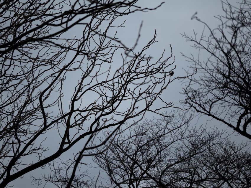 branches bw bottom view sky gray Isolated Graphic on Clear PNG