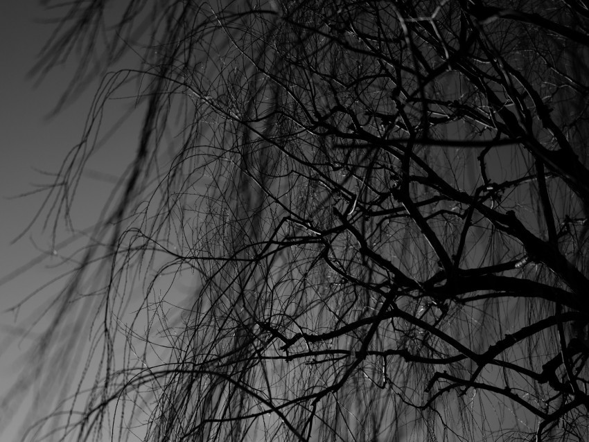 branches bw tree dark PNG images with transparent canvas 4k wallpaper