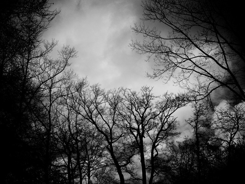 branches bw trees clouds dark gloomy PNG images transparent pack