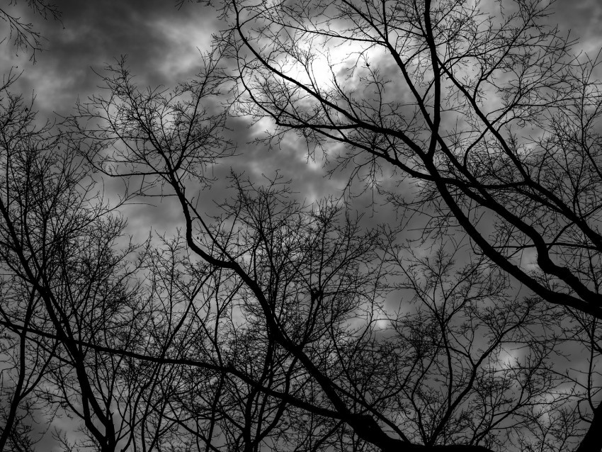 branches bw trees sky gloomy clouds Transparent PNG Object Isolation