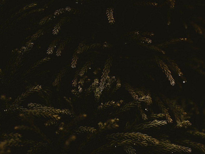 branches dark needles tree green PNG images with no watermark