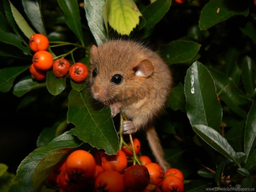 branches dormouse leaves mountain ash wallpaper Transparent PNG images extensive gallery