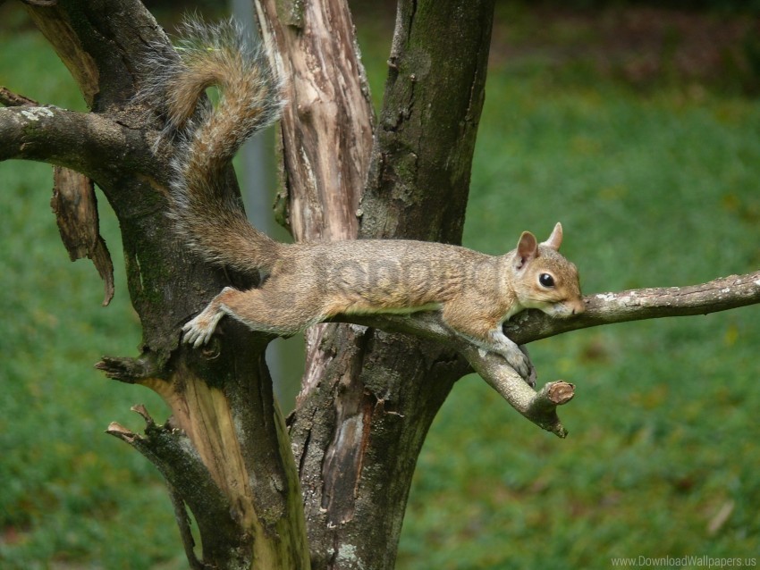 branches eyes squirrel tail wood wallpaper Clear PNG pictures comprehensive bundle