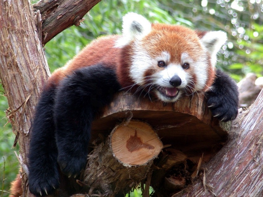 branches face lie down red panda trees wallpaper PNG images for editing