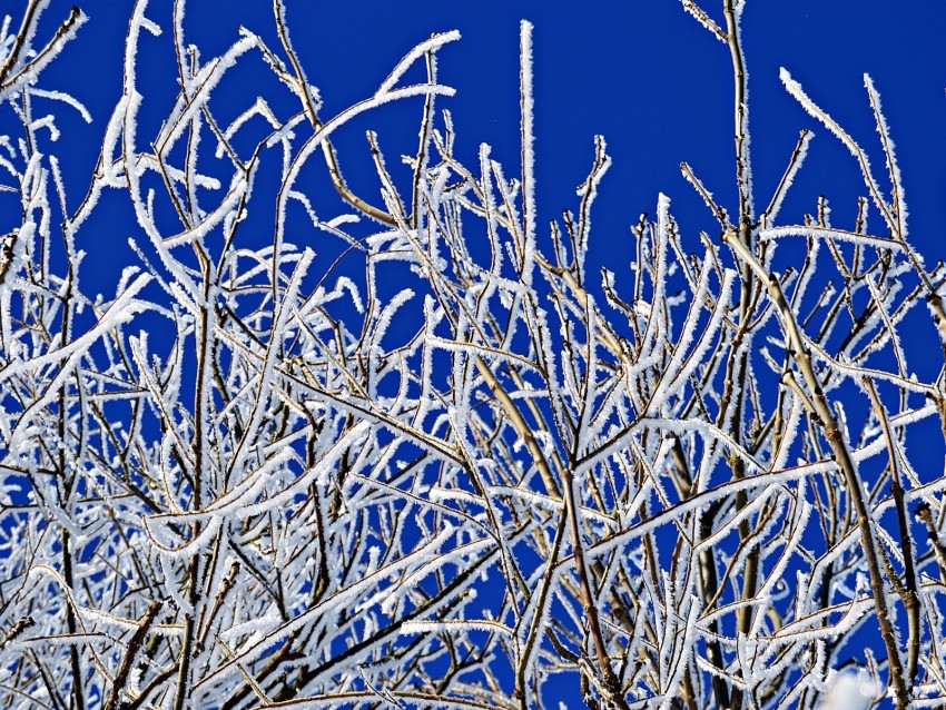 branches frost winter freeze cold PNG Image with Transparent Isolated Graphic Element 4k wallpaper