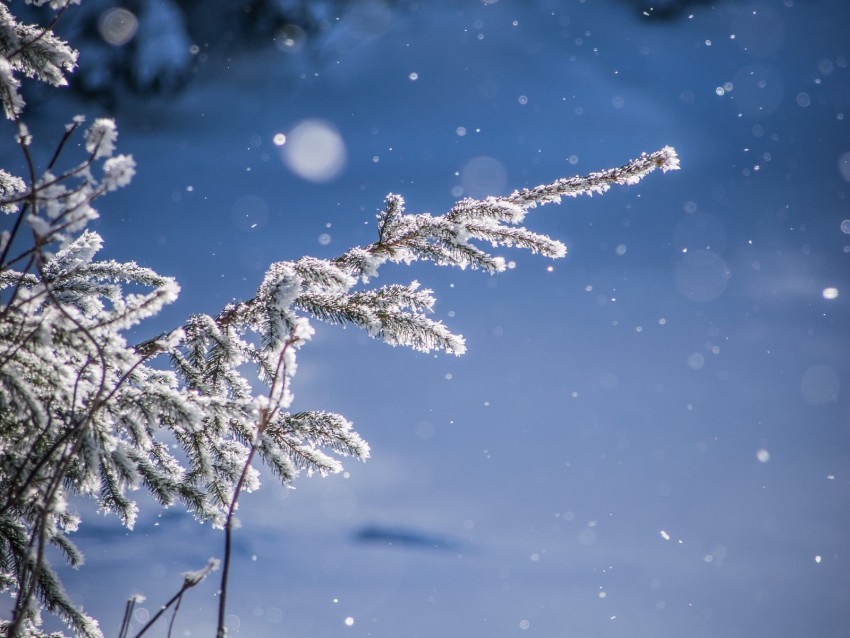 branches glare bokeh snow blur Isolated Artwork on Clear Transparent PNG 4k wallpaper