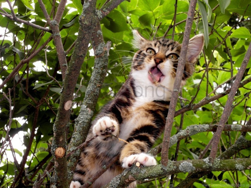 branches kitten lie down playful sit tree wallpaper Isolated Item on HighQuality PNG