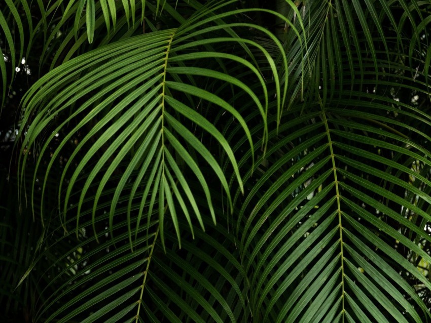 branches leaves carved green plant tropical Clear PNG photos