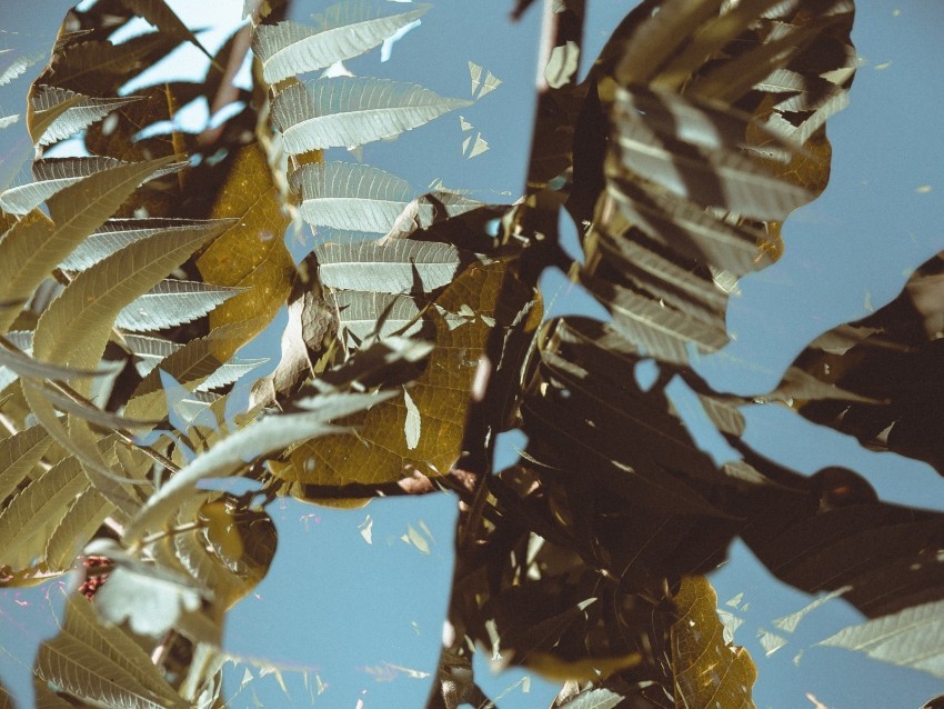 branches leaves double exposure illusion PNG with cutout background