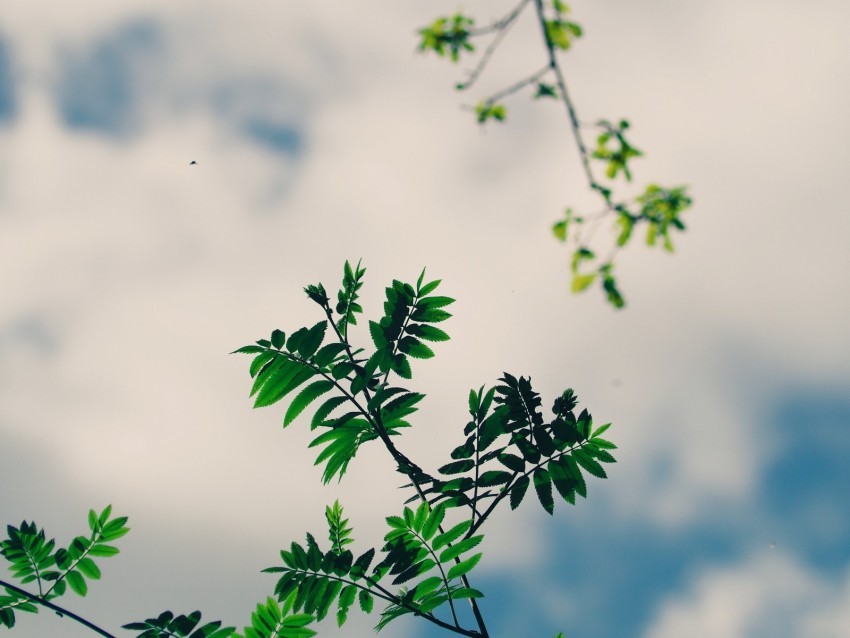 branches leaves green plant sky PNG transparent photos for design 4k wallpaper