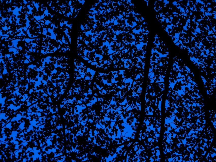 branches sky dark tree leaves blue pattern PNG graphics 4k wallpaper