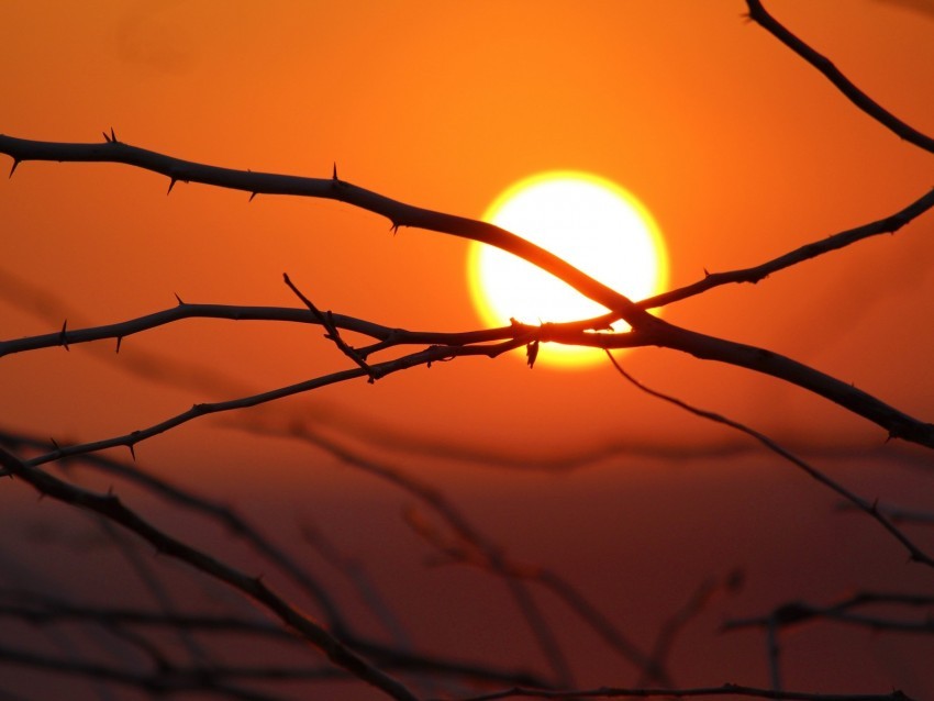 branches sun dawn morning bright PNG images with transparent layer