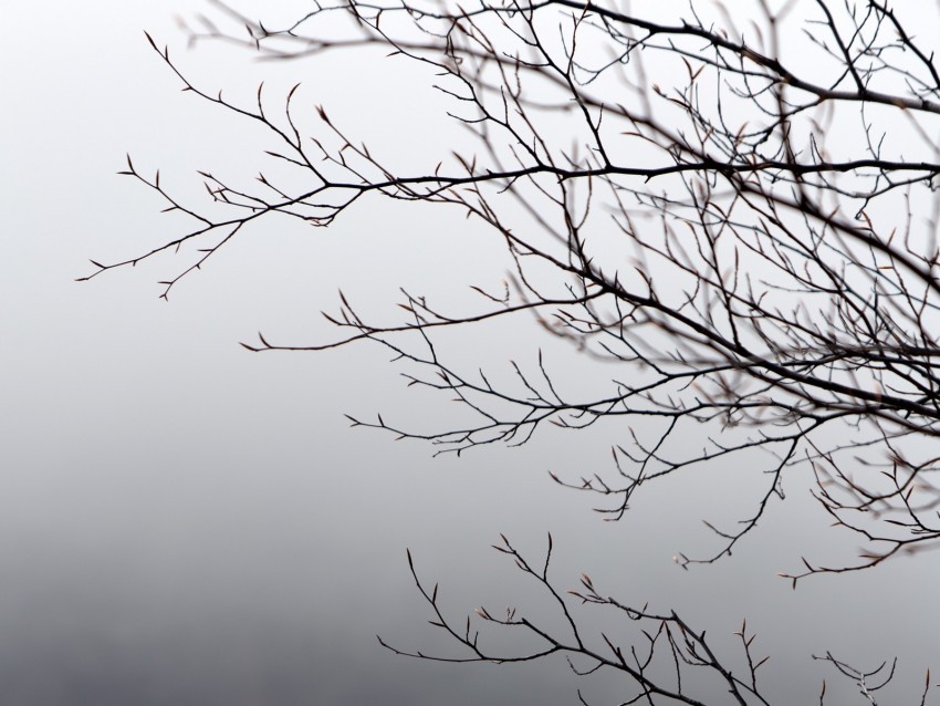 branches tree fog gray gloomy Isolated Element in HighQuality PNG