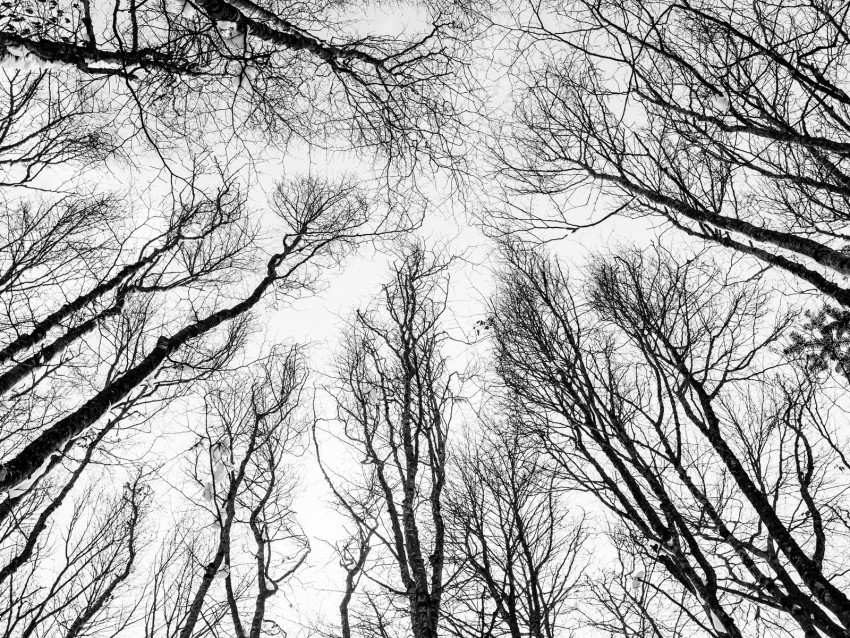 branches trees bw bottom view autumn PNG for blog use