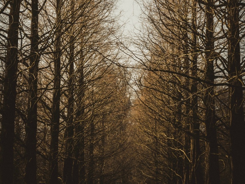 branches trees sky autumn forest PNG with clear background set