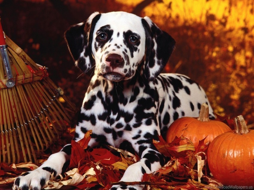breed dalmatian dog halloween leaves pumpkins sit wallpaper PNG images with alpha transparency free