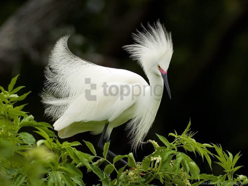 breeding egret plumage snowy wallpaper Isolated Character in Clear Background PNG