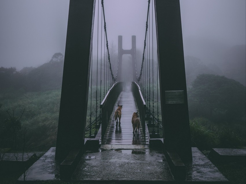 bridge fog dogs overcast Transparent background PNG clipart