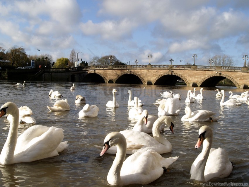 bridge many river swans wallpaper HighQuality Transparent PNG Isolated Element Detail