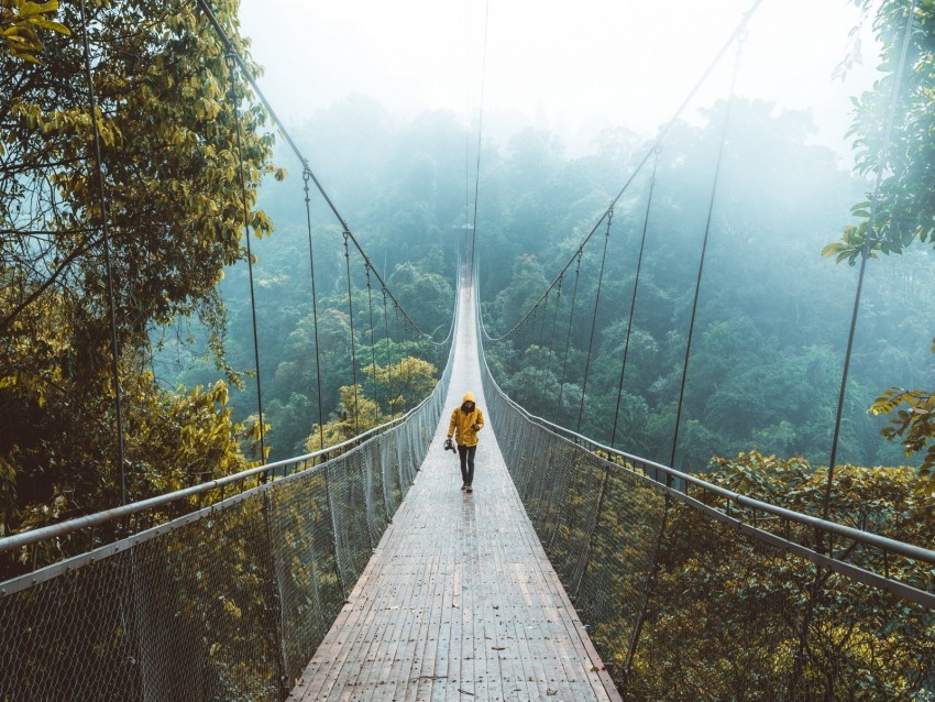 bridge suspension bridge loneliness walk forest Transparent Background Isolation of PNG 4k wallpaper