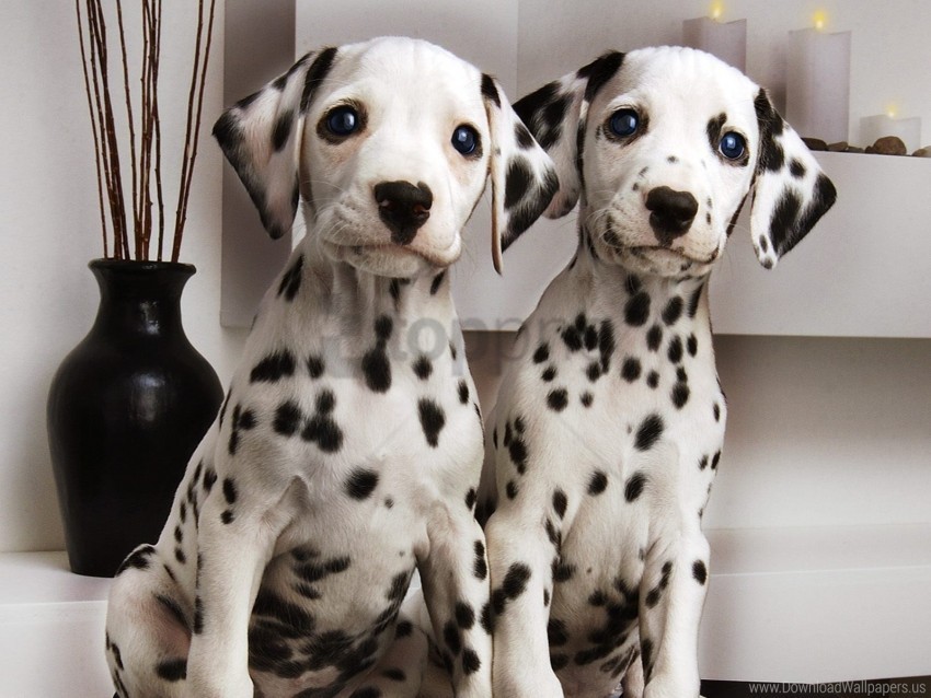 brindle couple dalmatians puppies wallpaper PNG Isolated Object on Clear Background