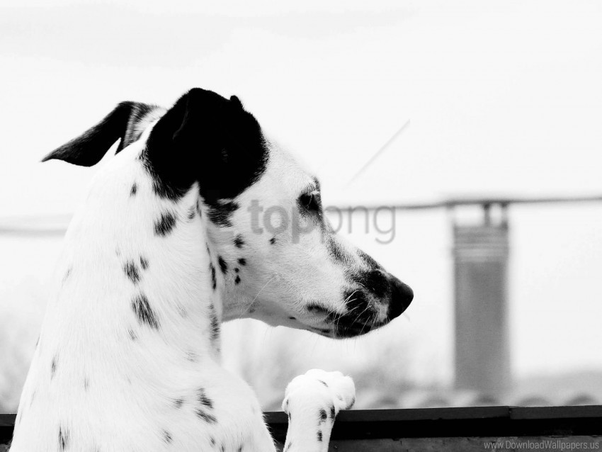 brindle dalmatian dog ears wallpaper Transparent PNG images complete library