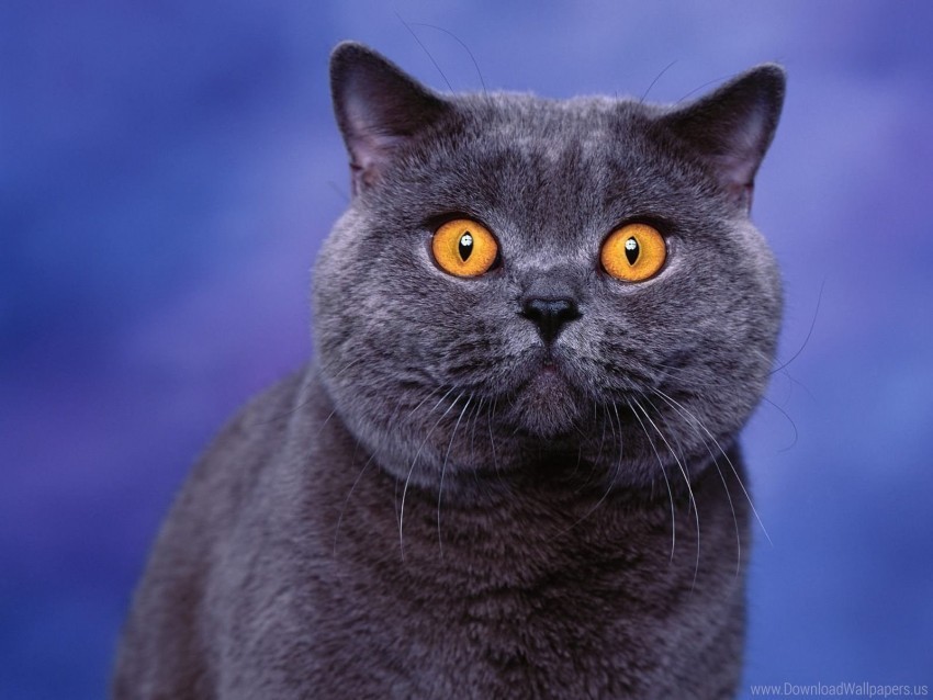 british cat eyes face wallpaper PNG for educational use